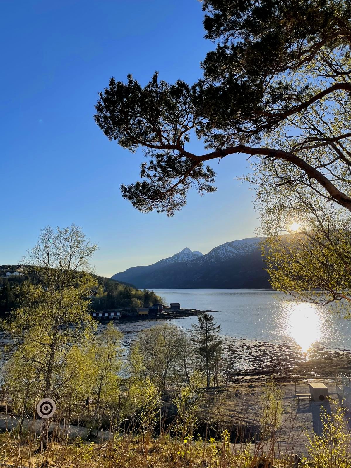 Pine tree over the fjord in evening light
