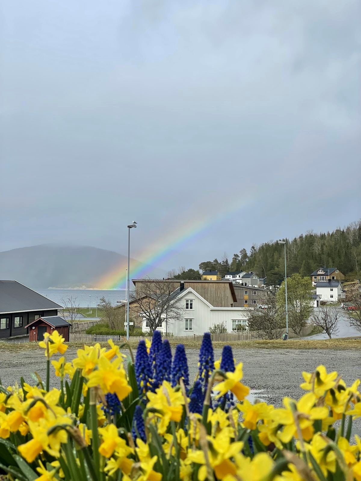 Rainbow over Bindal — spring in Terråk