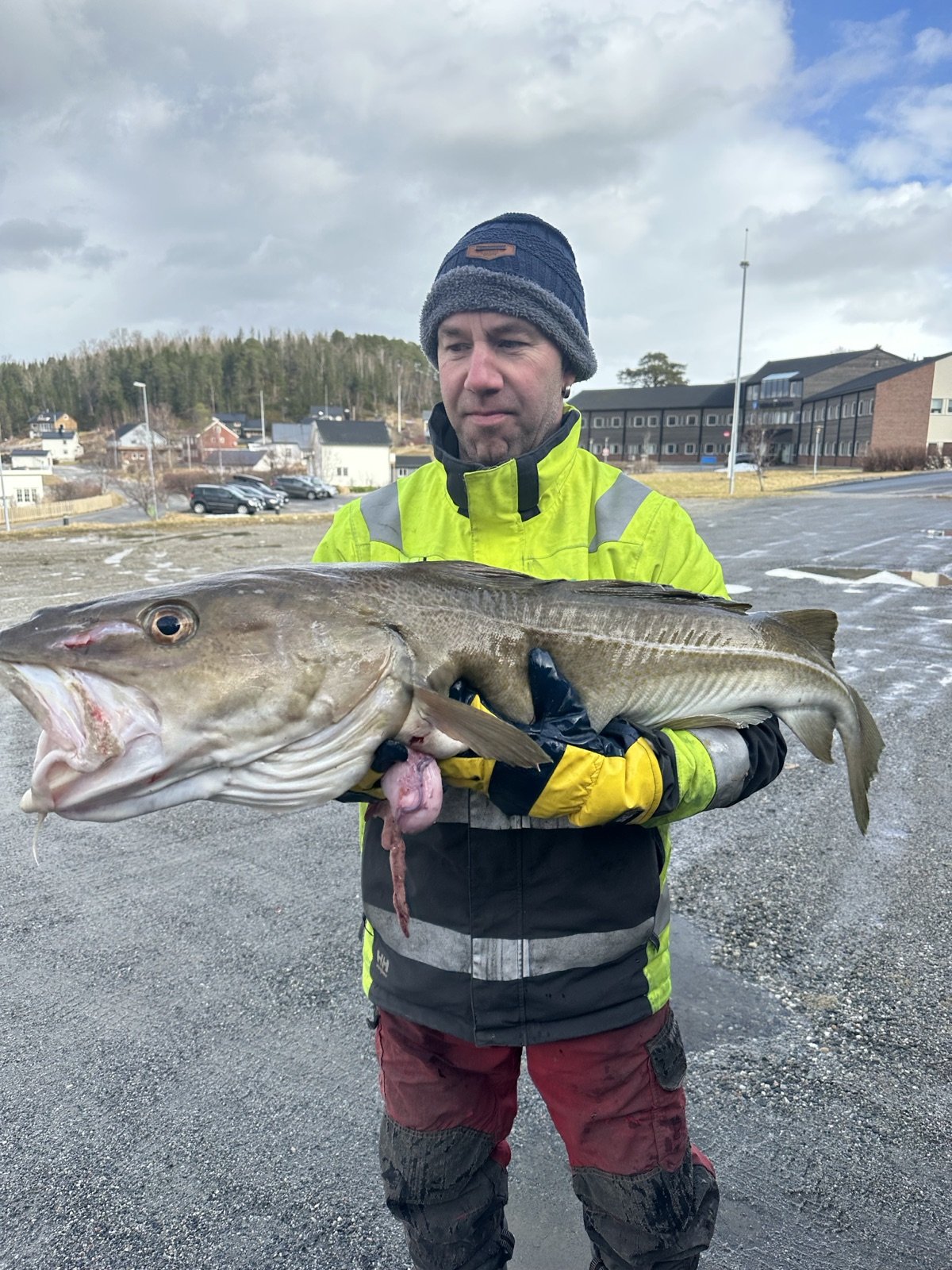 Large cod caught from the fjord by Terråk