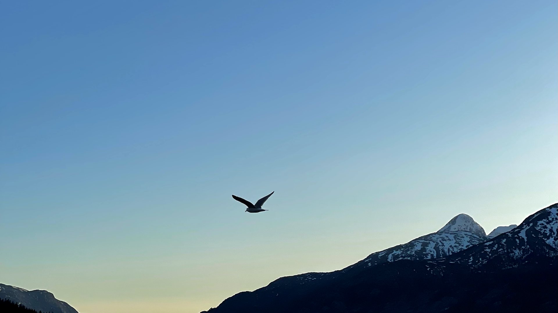 Bird and fjord in Bindal — Terråk Gjestegård
